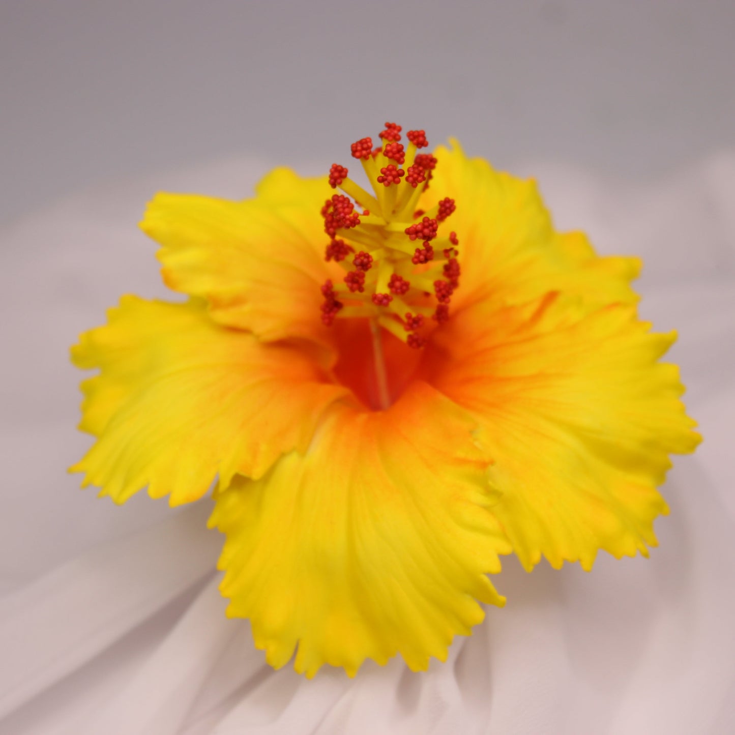 Golden Ember Hibiscus Real Touch Flowerhead (6 Pack)