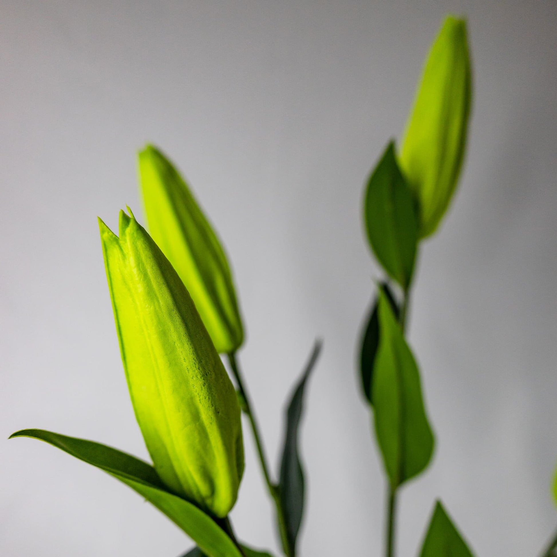 artificial Green Lily Buds