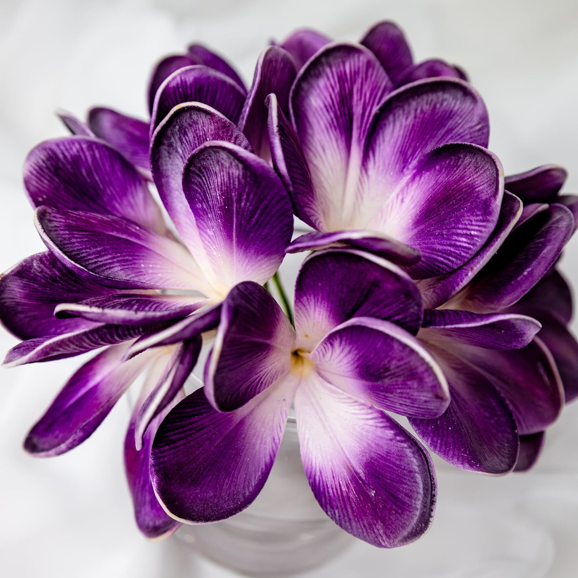 artificial Purple Haze Frangipani Flowerhead in clear vase