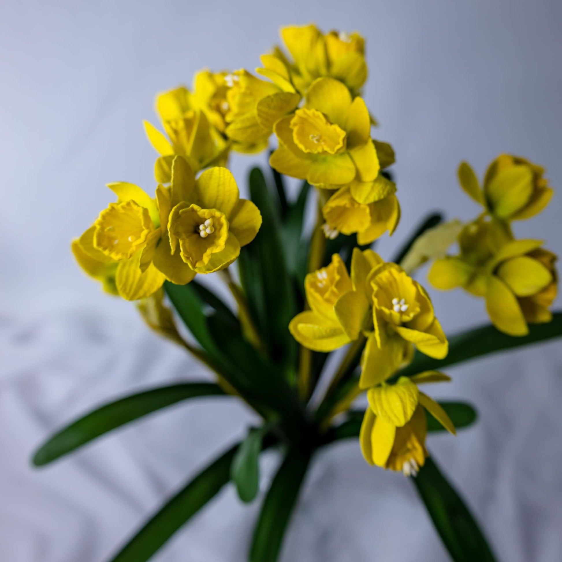 artificial Narcissus/Jonquils flowers top view