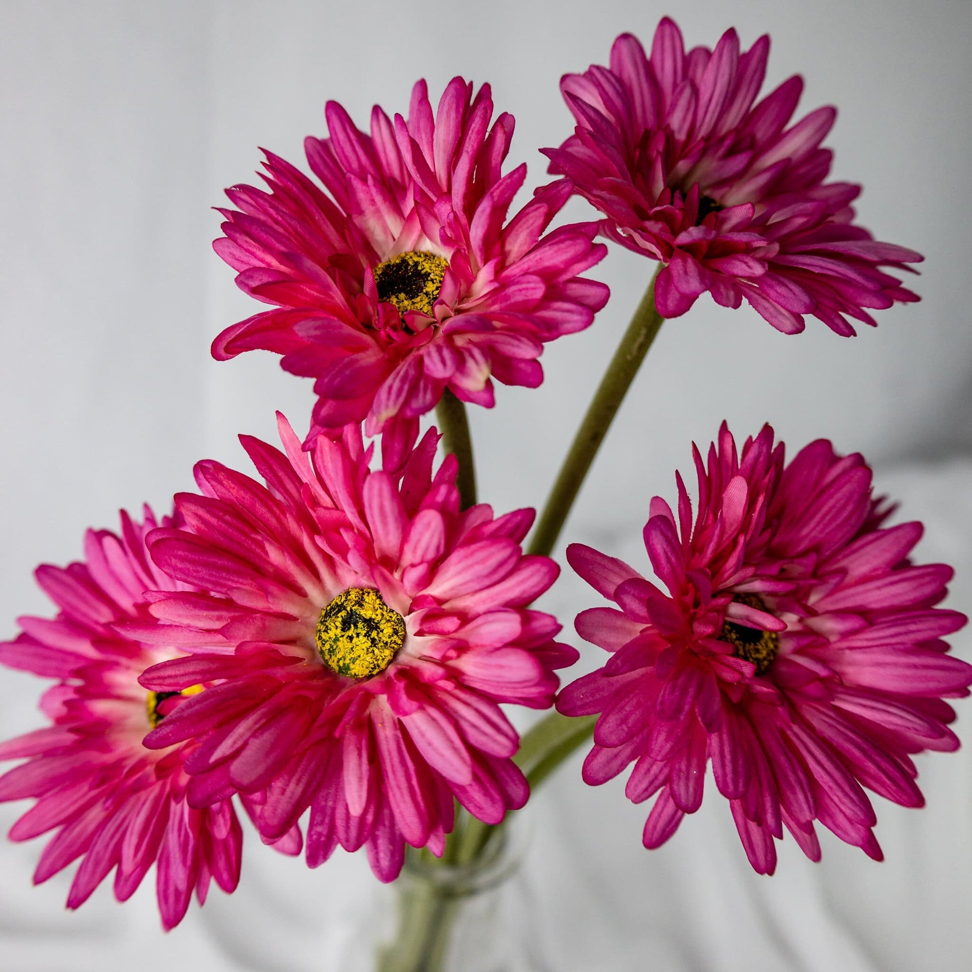 Artificial Pink Gerbera flowers in clear glass vase top view