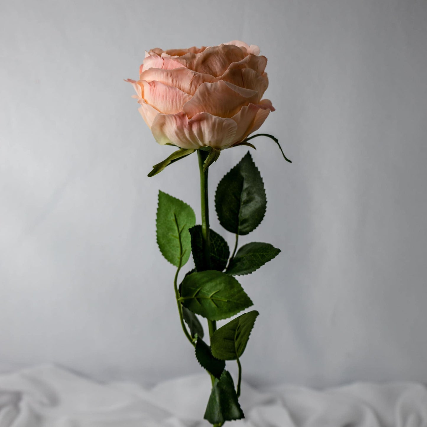 Pink/Cream David Austin Soft Touch Open Bloom Rose