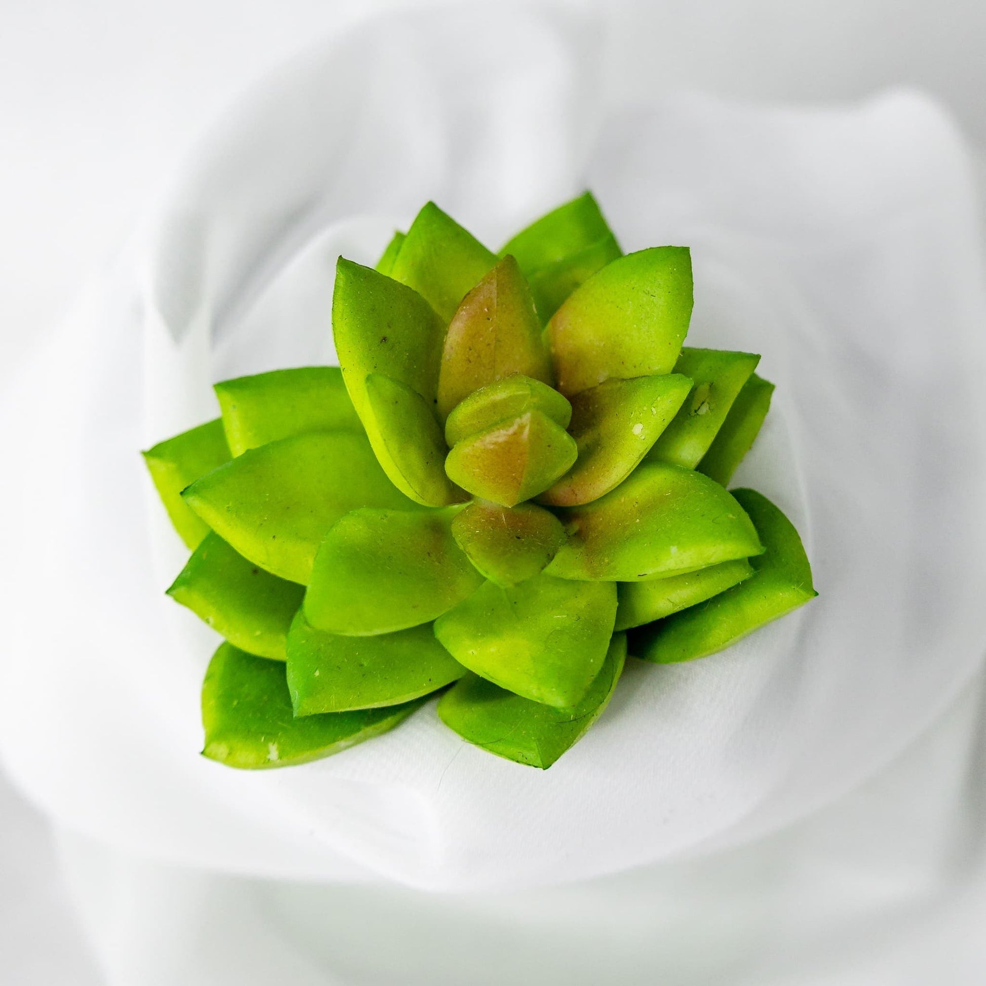 artificial Rosette Lotus Succulent