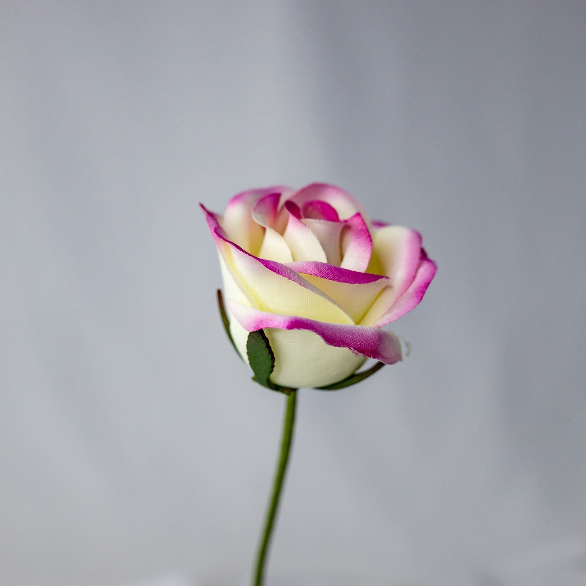 artificial Cream/Fuchsia Velveteen Bloom
