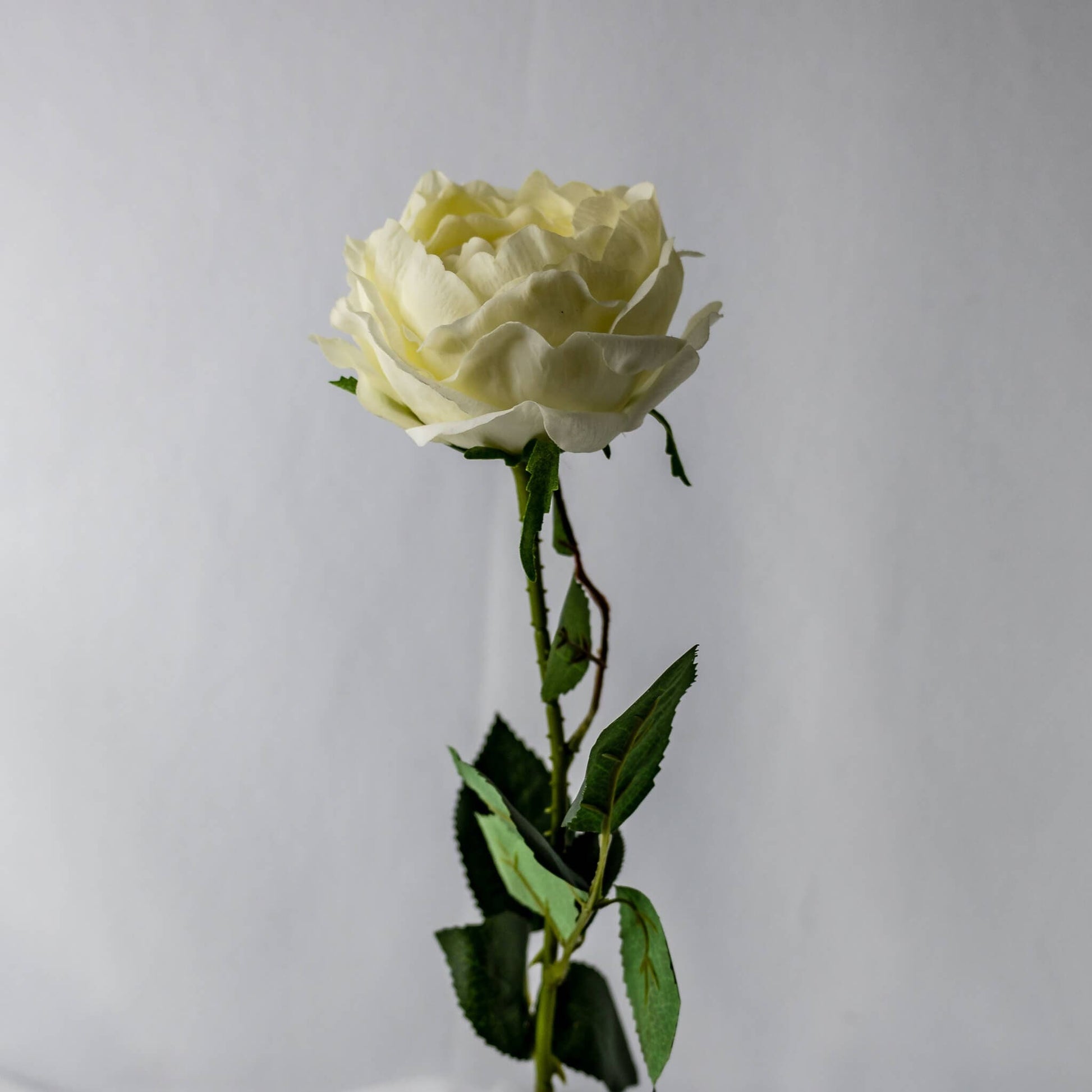 artificial Bridal White David Austin Real Touch Half Bloom Rose
