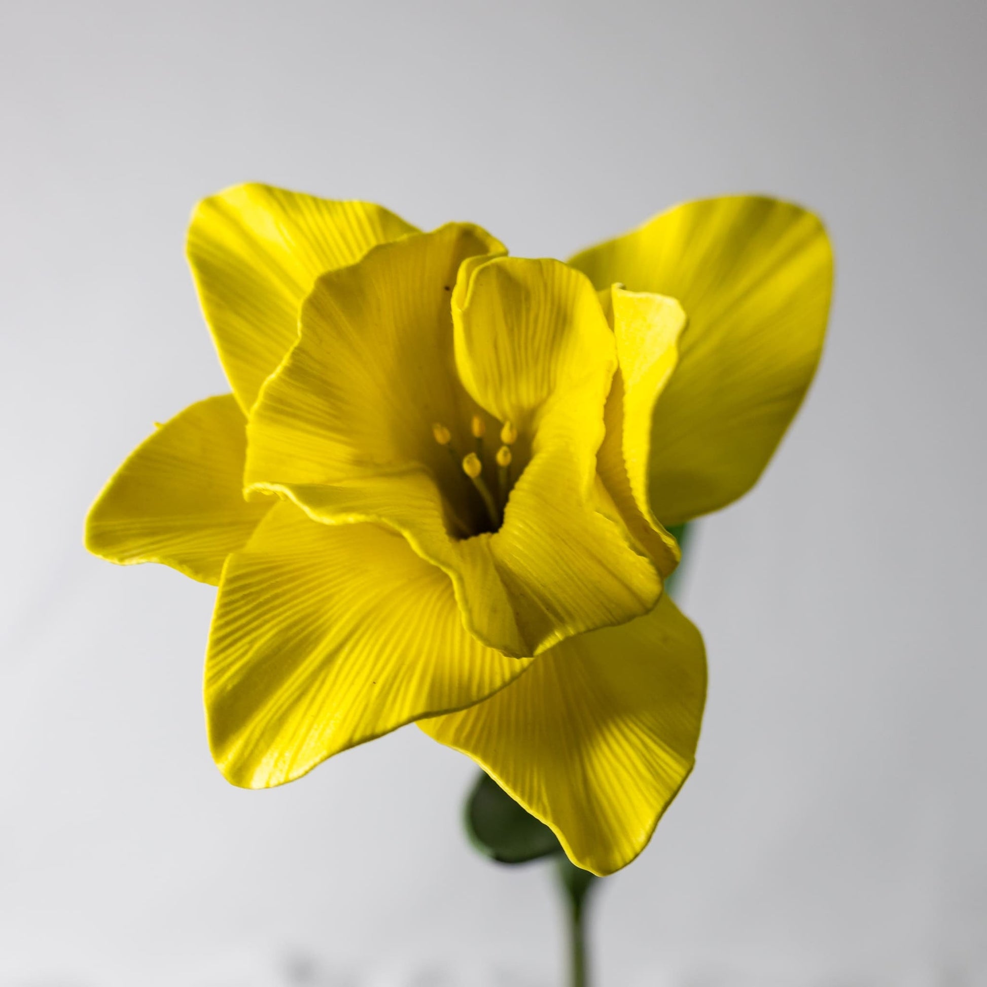 artificial daffodil closer look