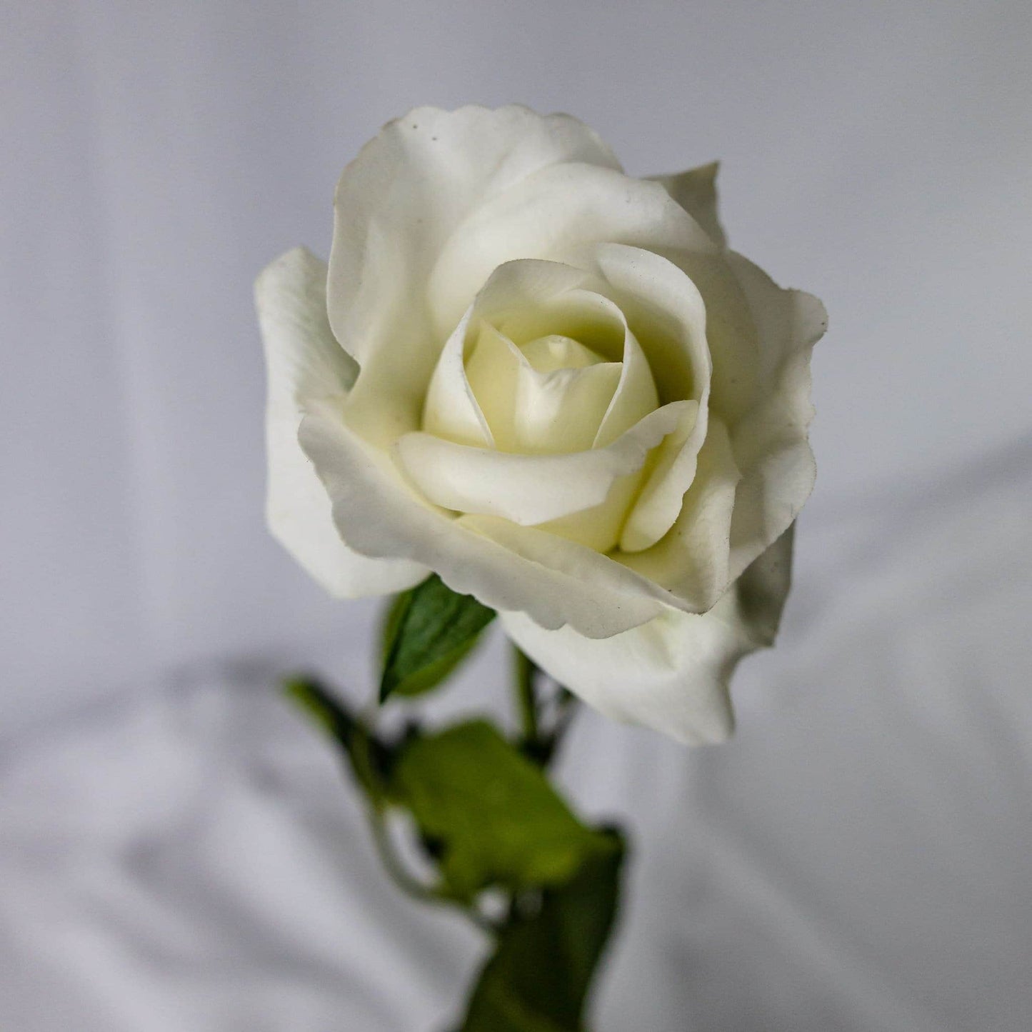 artificial white open bloom rose top view