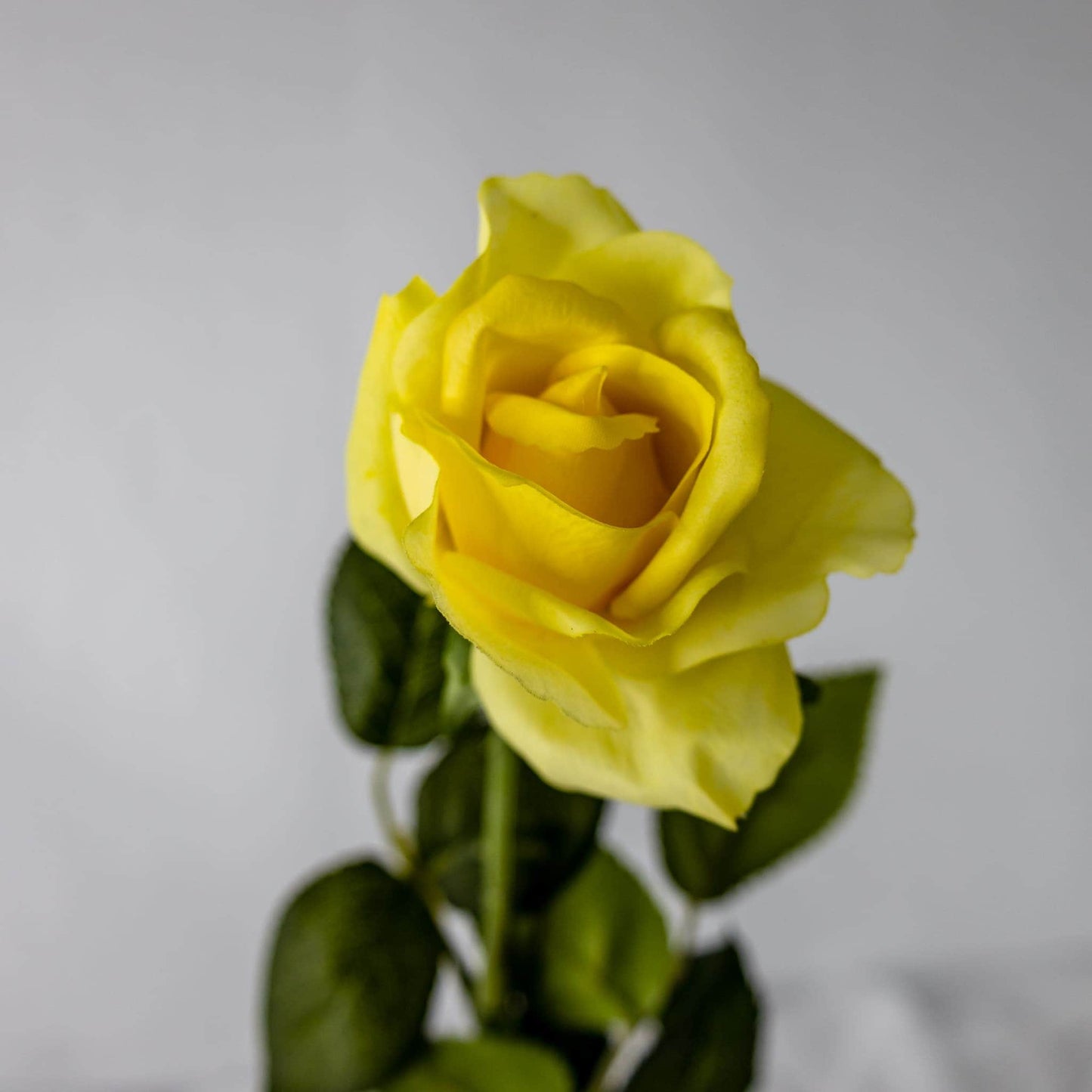 Yellow Real Touch open bloom Rose top view
