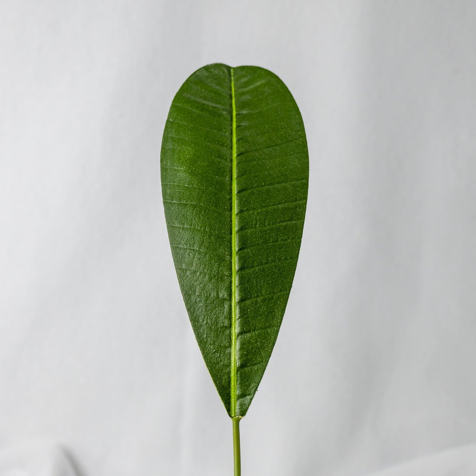artificial rounded frangipani leaf
