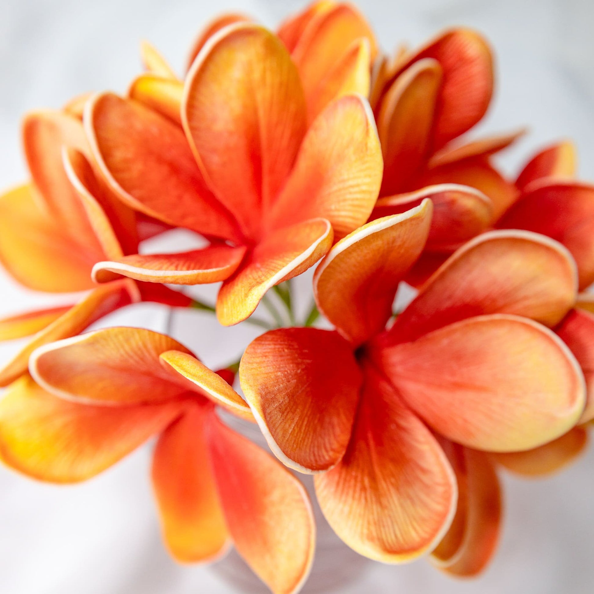 artificial tangerine frangipani flowers placed in transparent glass vase
