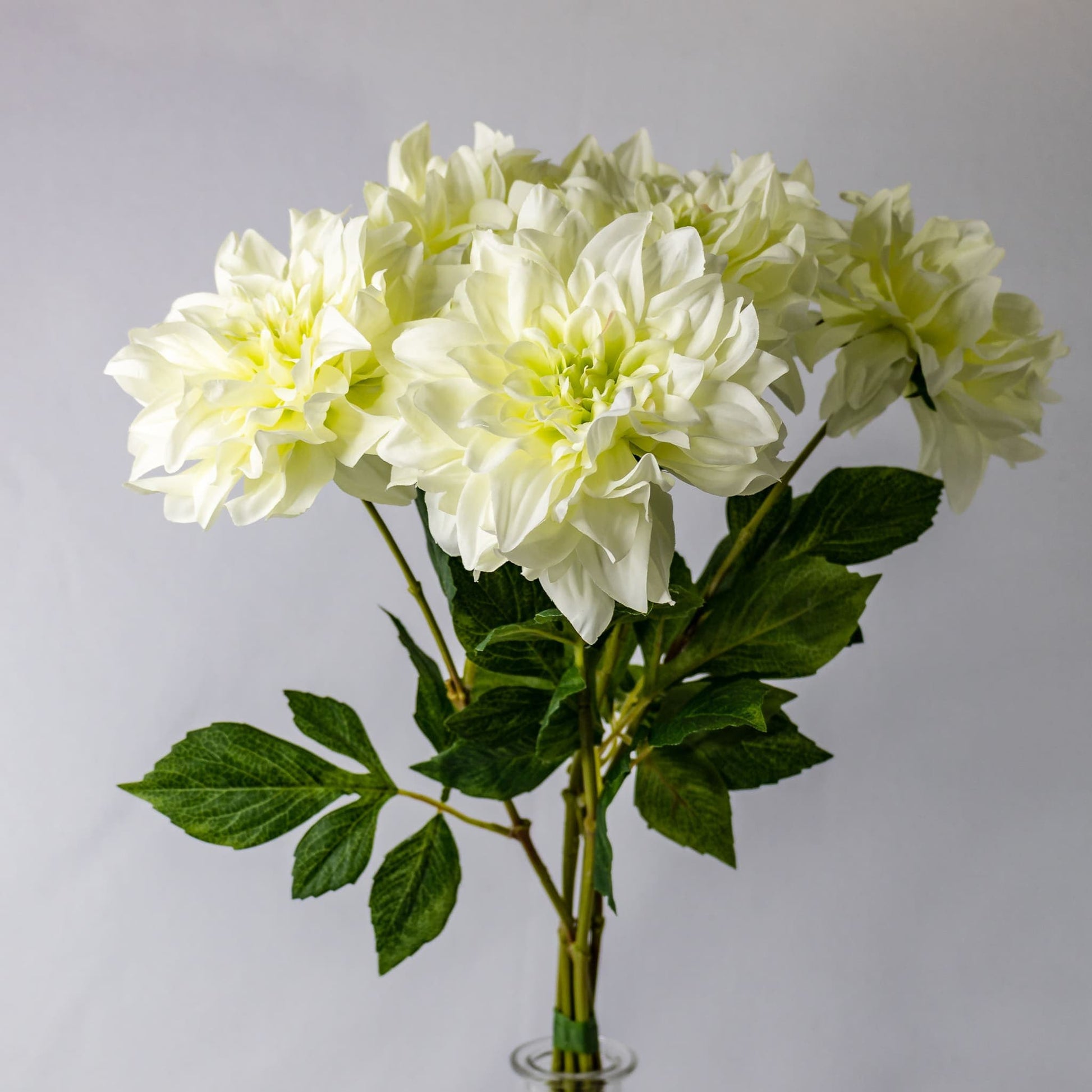 artificial white dahlia flowers placed in transparent glass vase