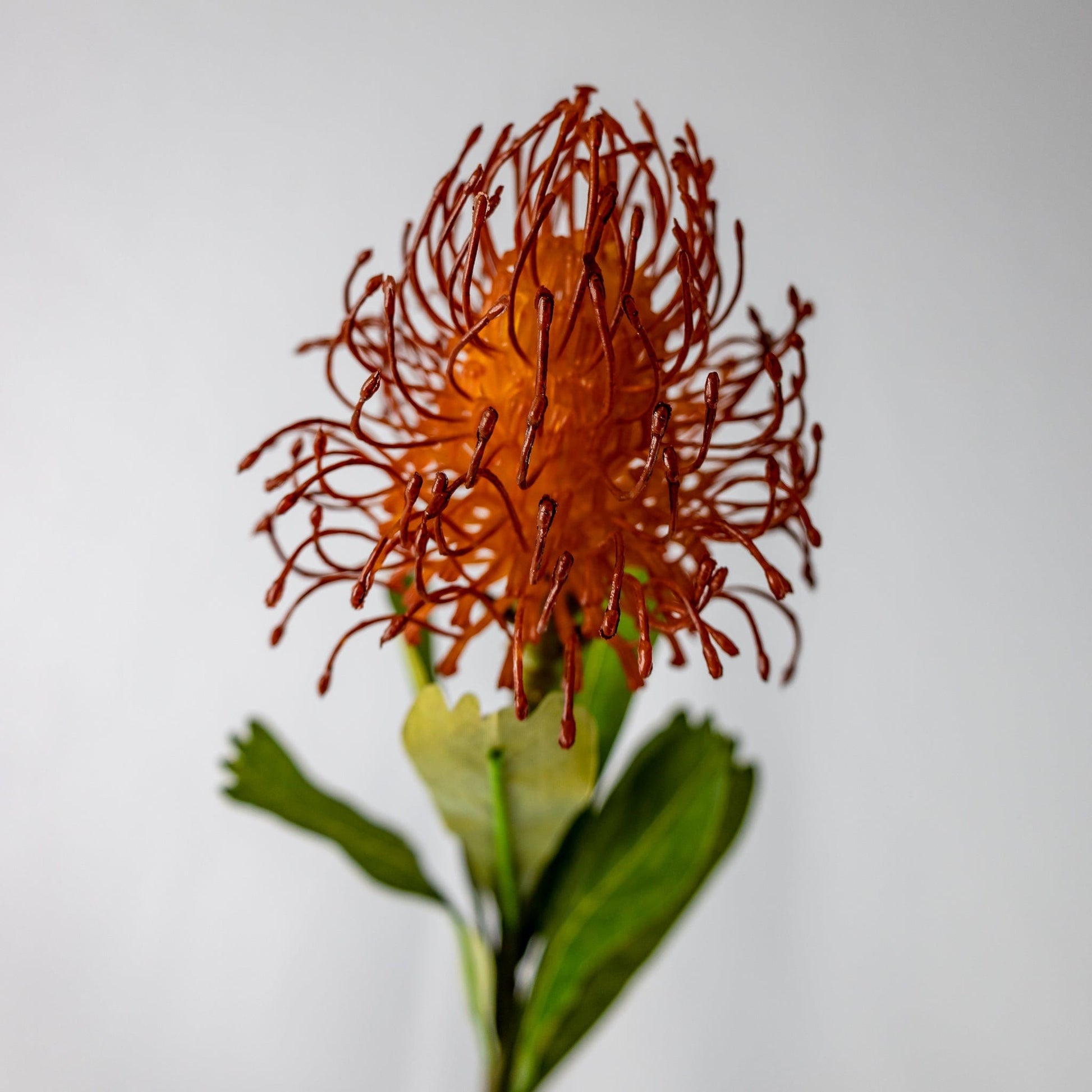 Burnt Orange Leucospermum - Realistic Artificial Flowers