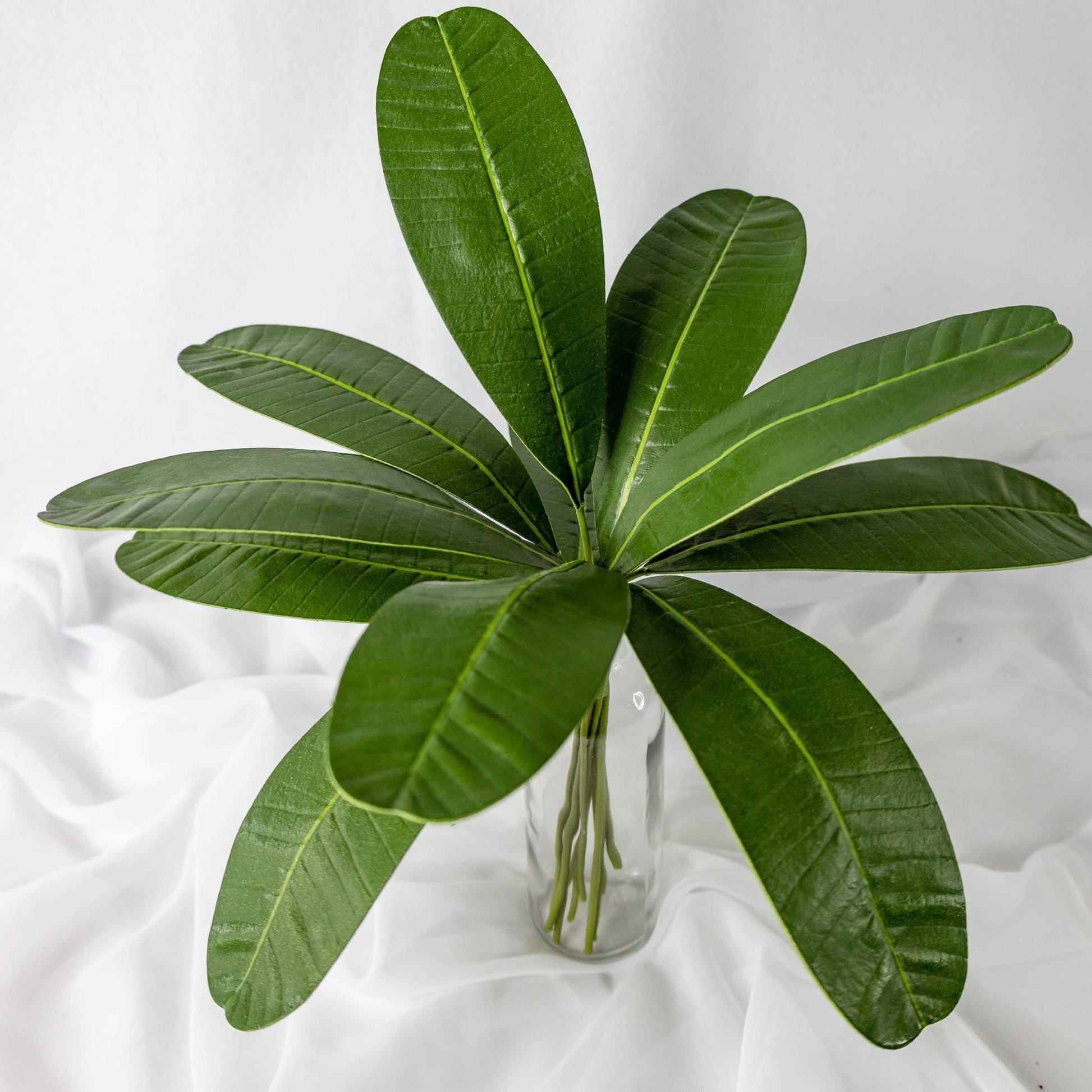 artificial rounded frangipani leaves placed in transparent glass vase