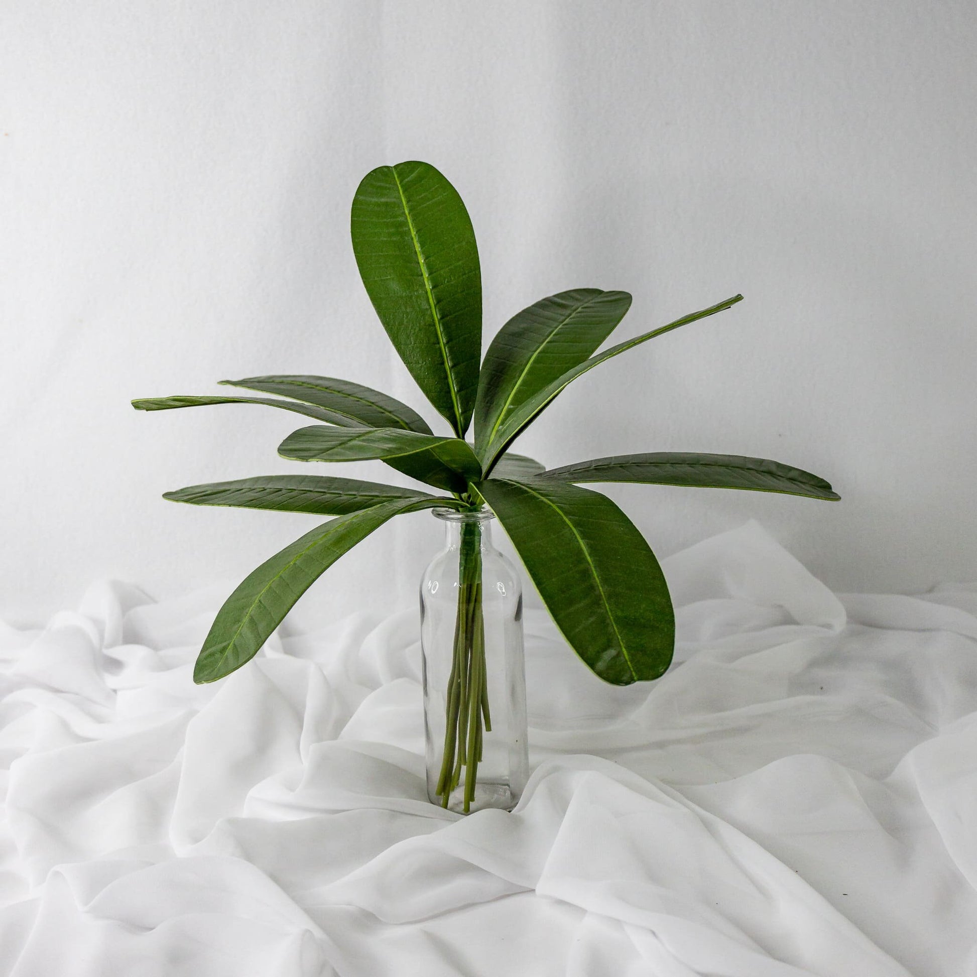 artificial rounded frangipani leaves placed in transparent glass vase