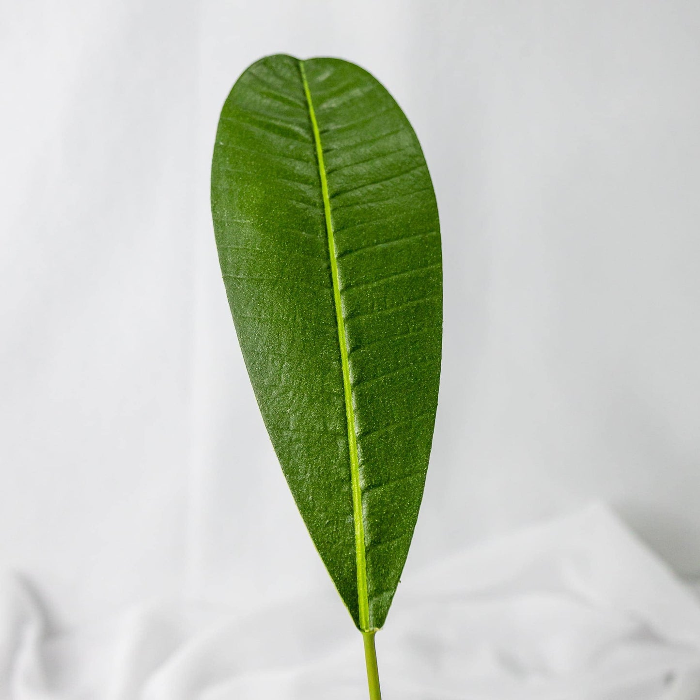 artificial rounded frangipani leaf