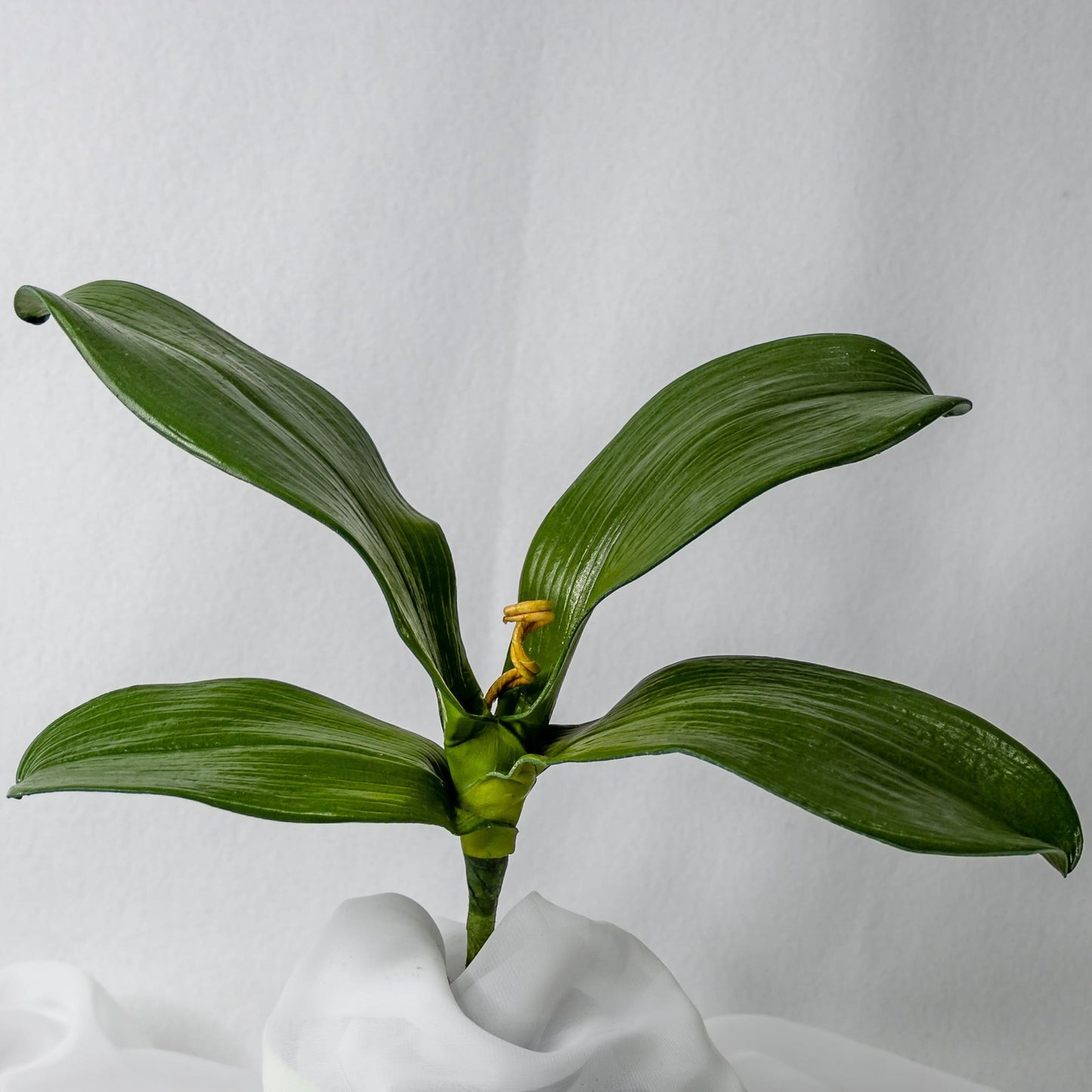 artificial phalaenopsis plant