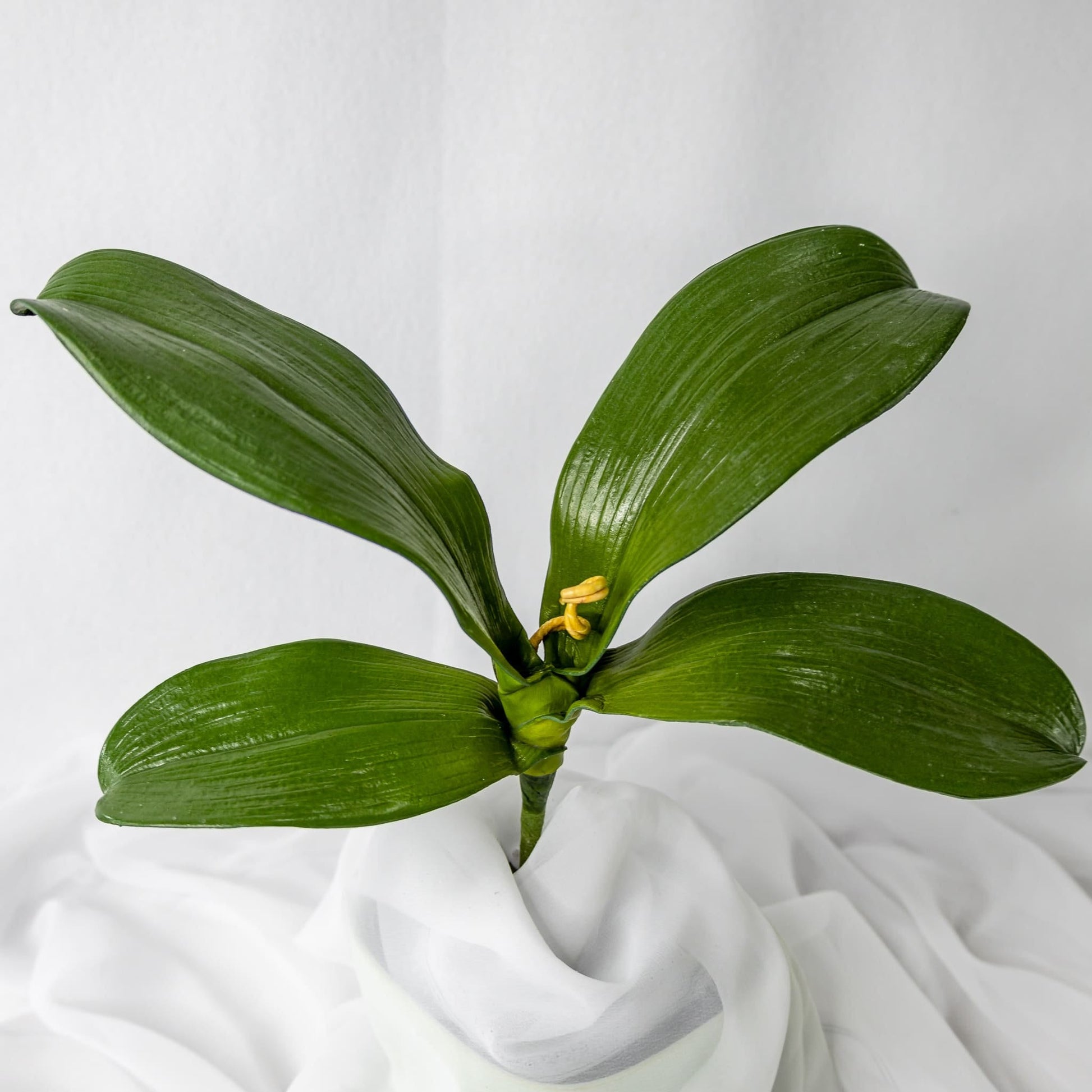 artificial phalaenopsis plant