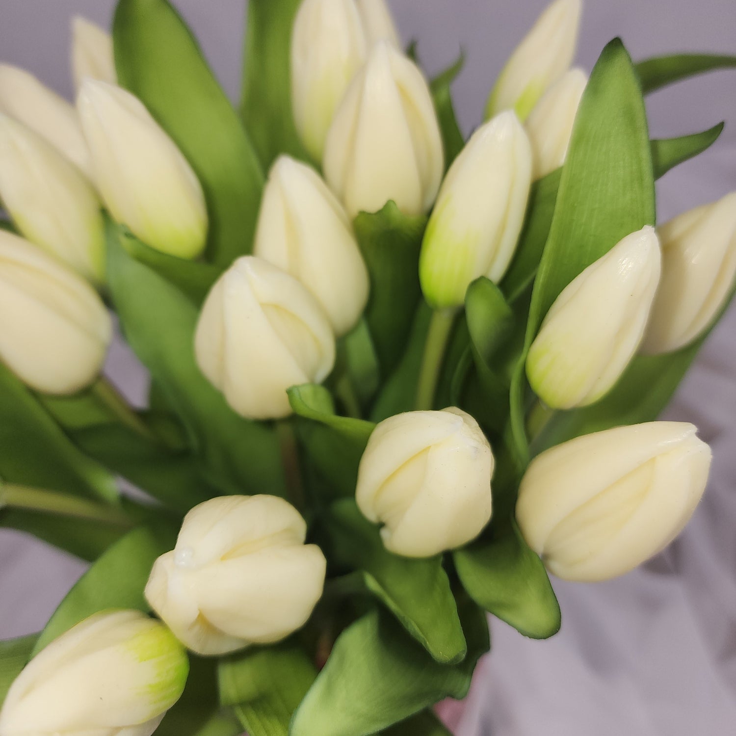 White / Cream Blooms