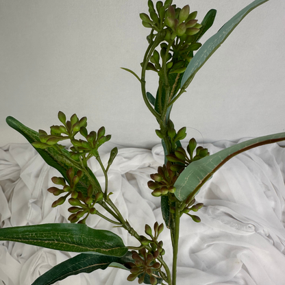 Eucalyptus Nut Spray version 2