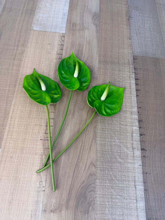 Green Small Anthurium