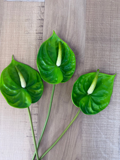 Green Small Anthurium