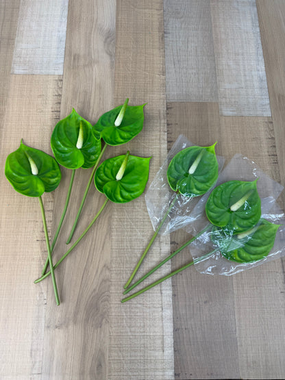 Green Small Anthurium
