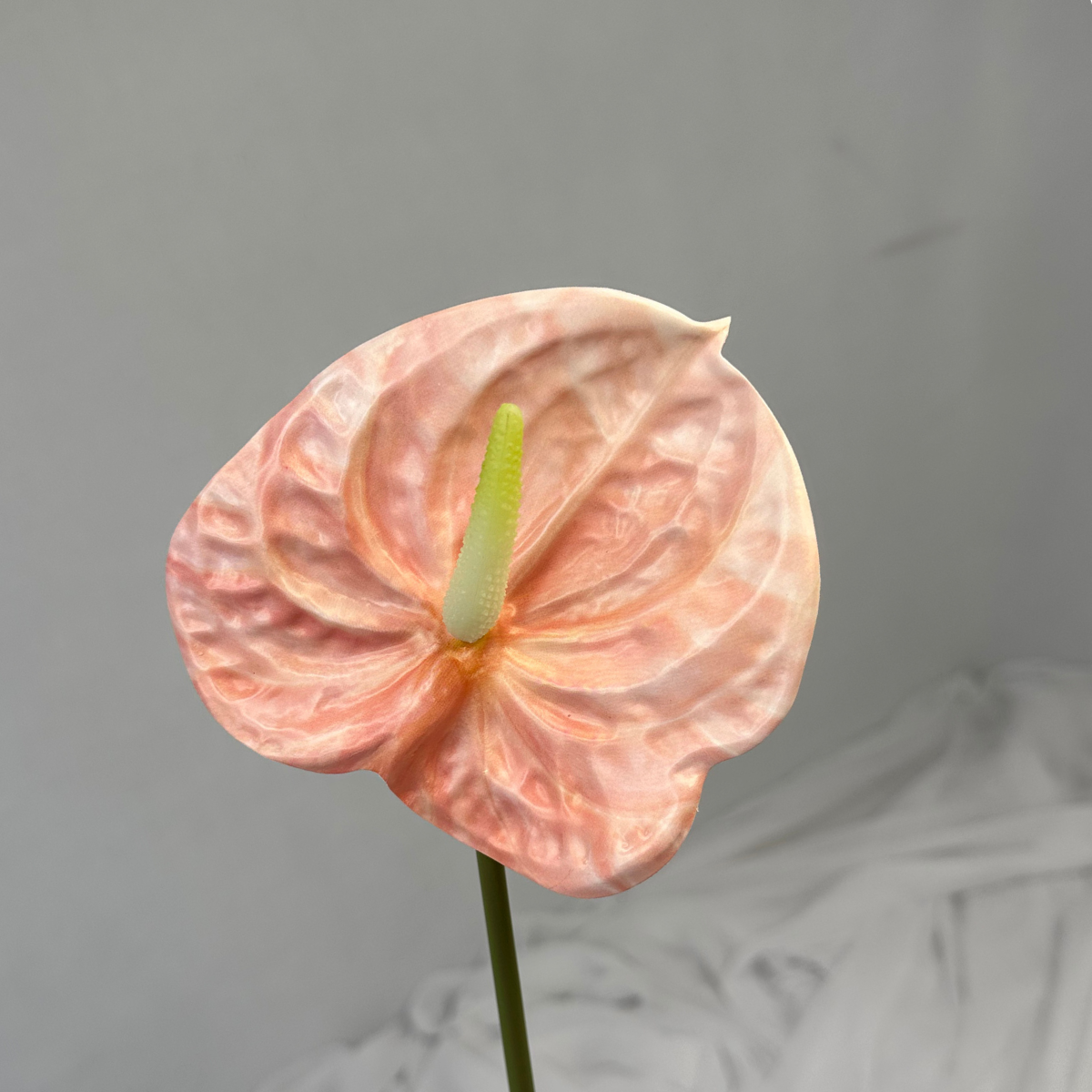 Pink Anthurium
