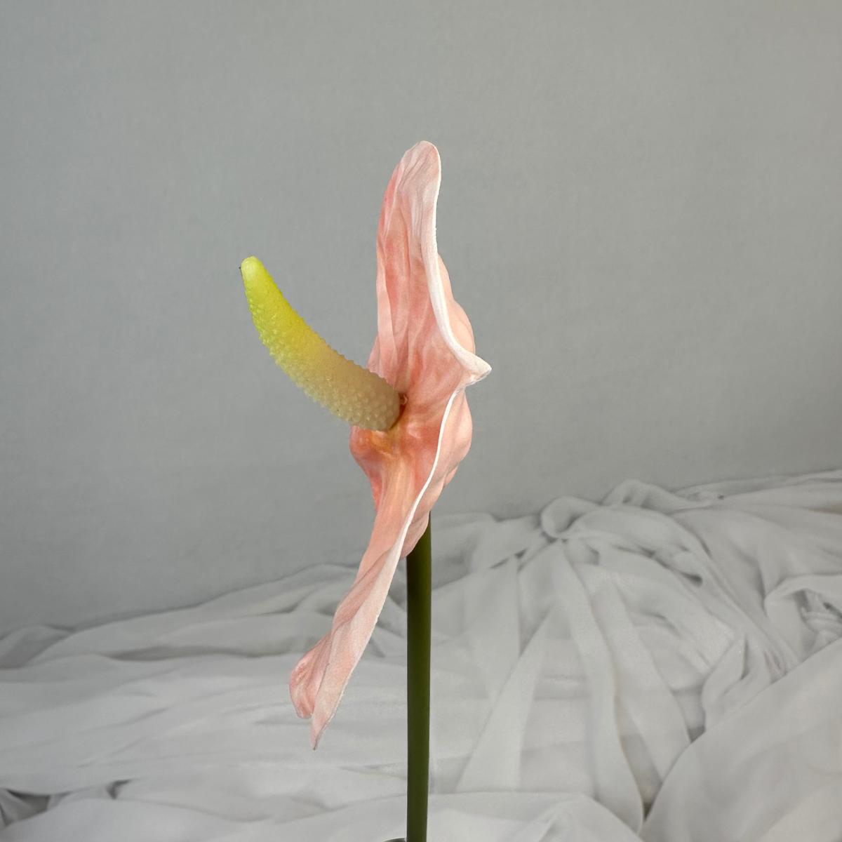 Pink Anthurium