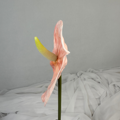 Pink Anthurium