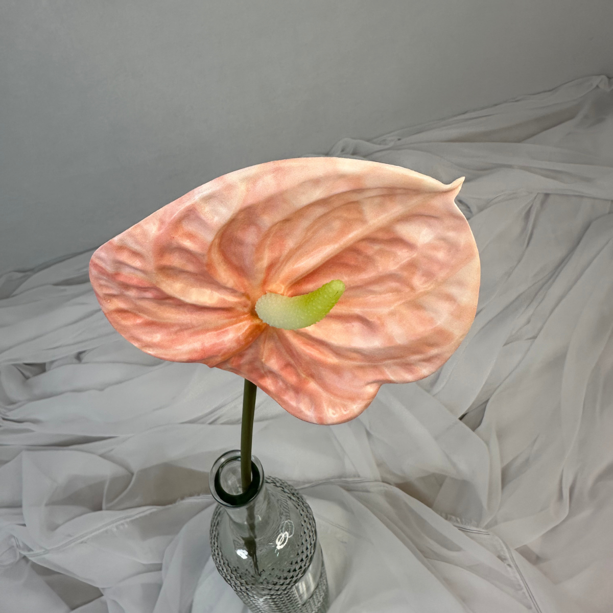 Pink Anthurium