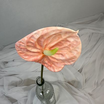 Pink Anthurium