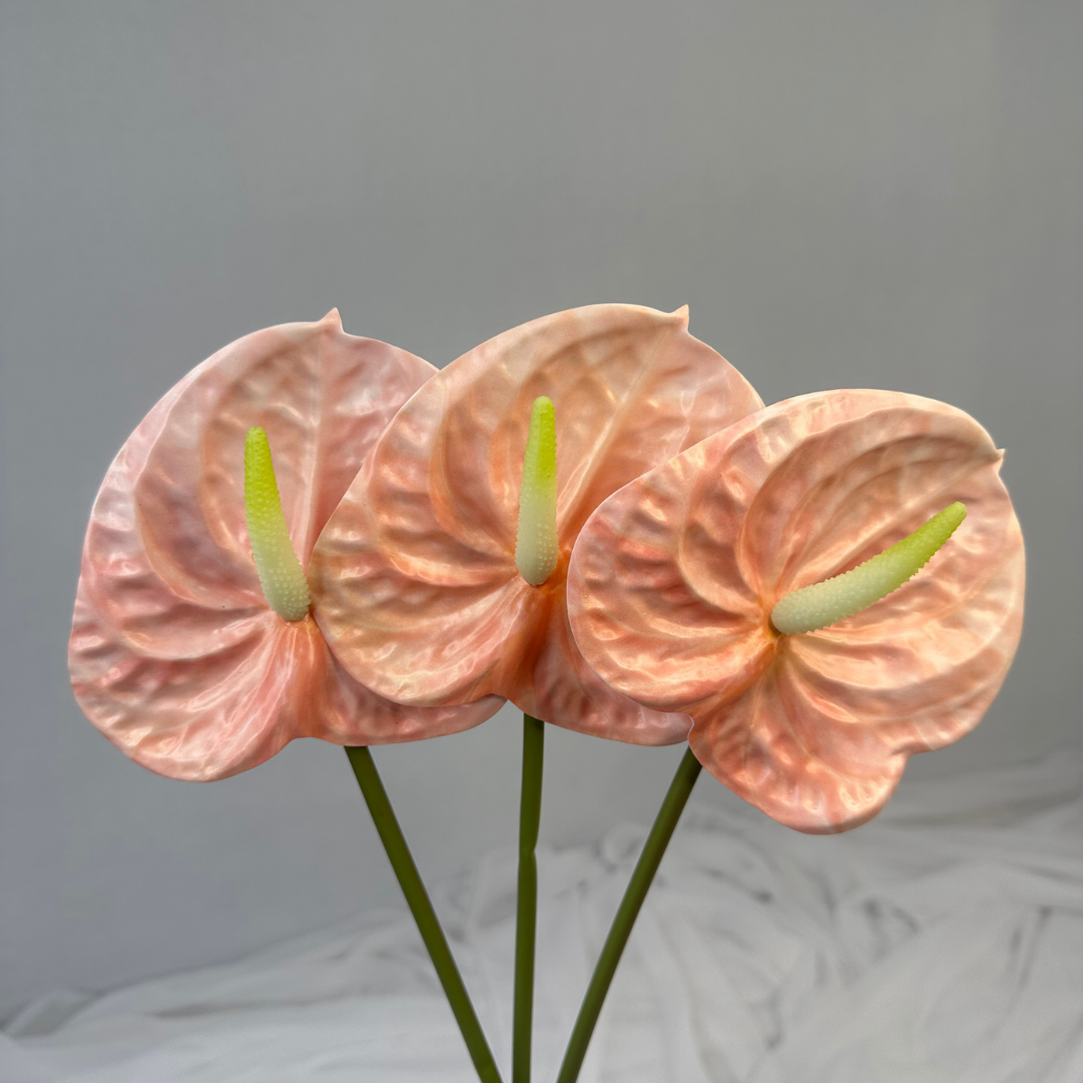Pink Anthurium