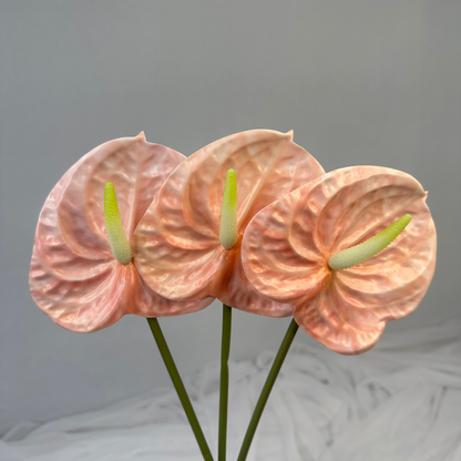 Pink Anthurium