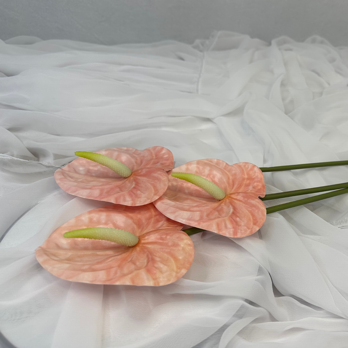 Pink Anthurium