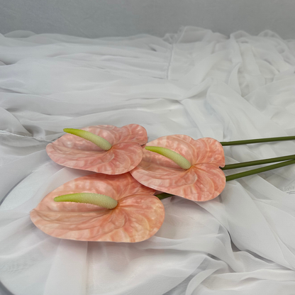 Pink Anthurium
