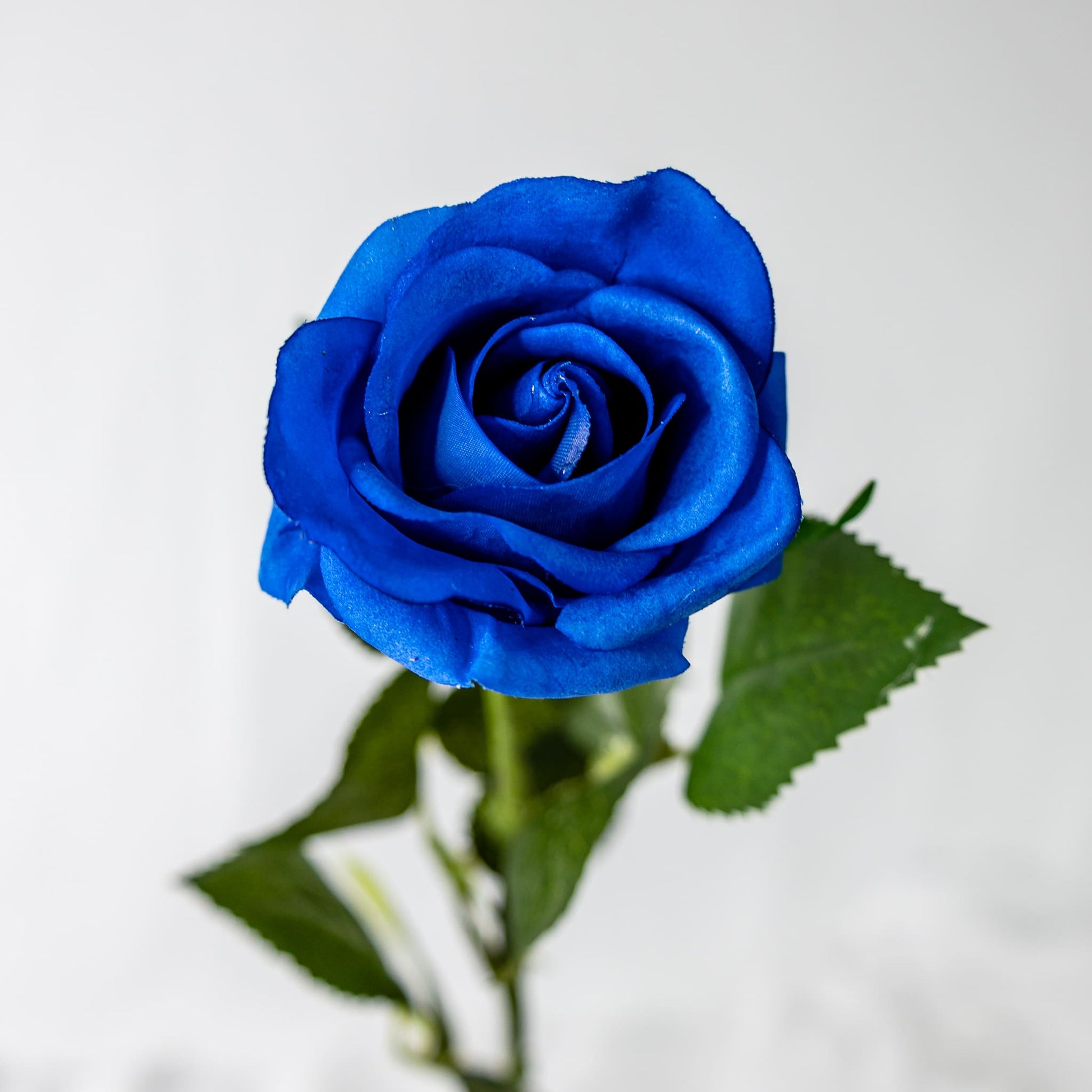 artificial deep blue rose in half bloom top view