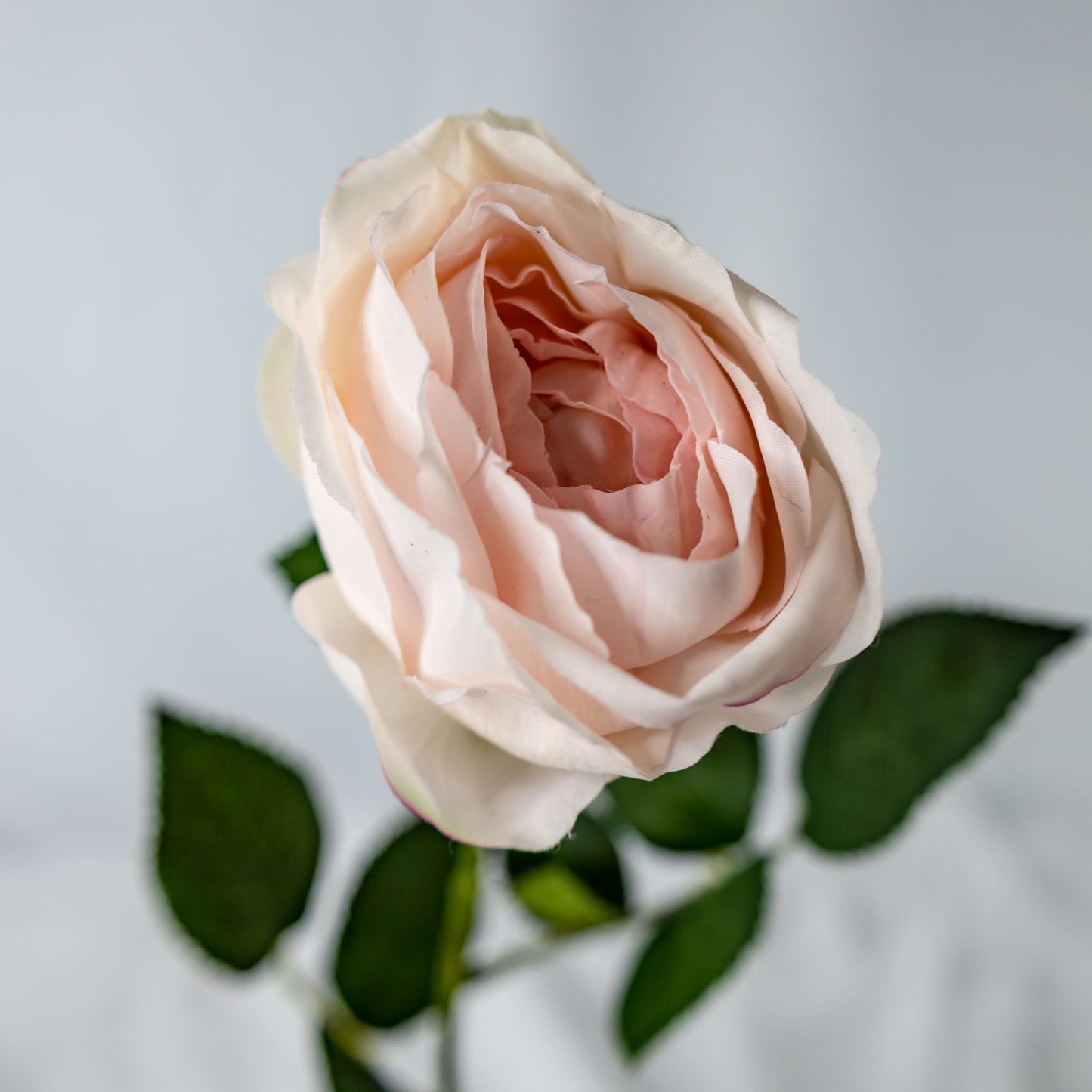 Light Pink David Austin Real Touch Open Bud Rose - Realistic Artificial Flowers