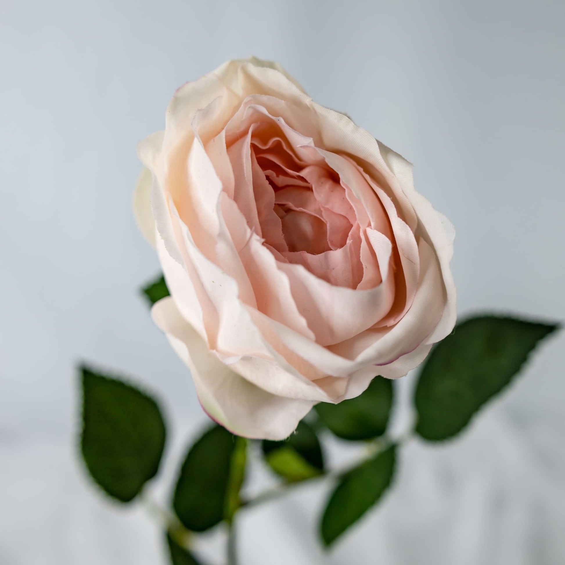 Light Pink David Austin Real Touch Open Bud Rose - Realistic Artificial Flowers