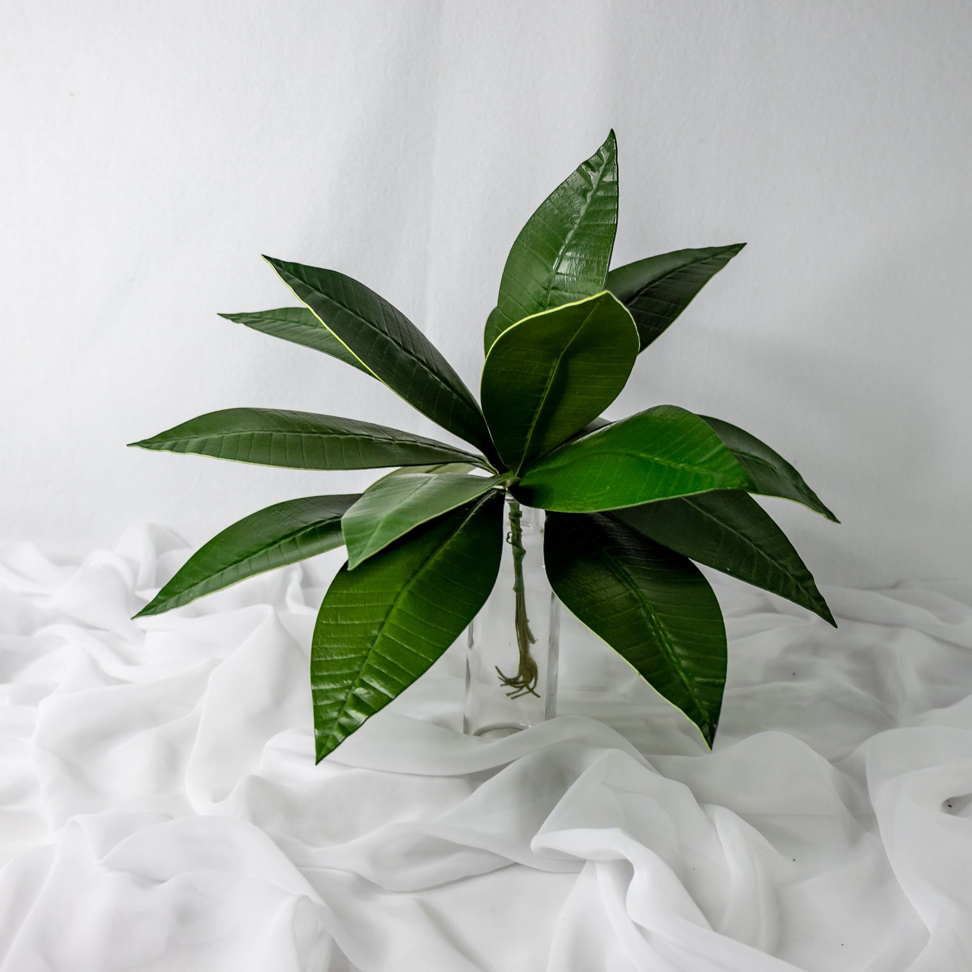 artificial pointed frangipani leaves placed in transparent glass vase