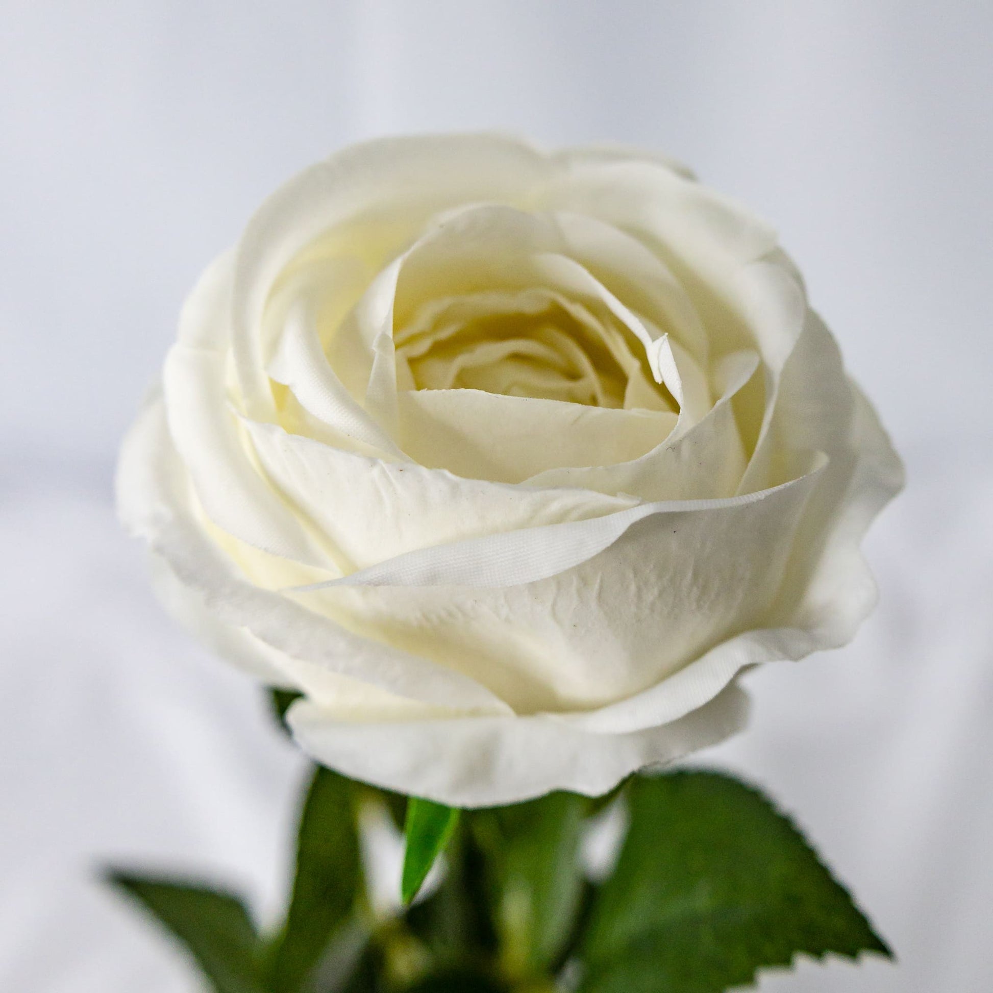 artificial white david austin open bud rose top view