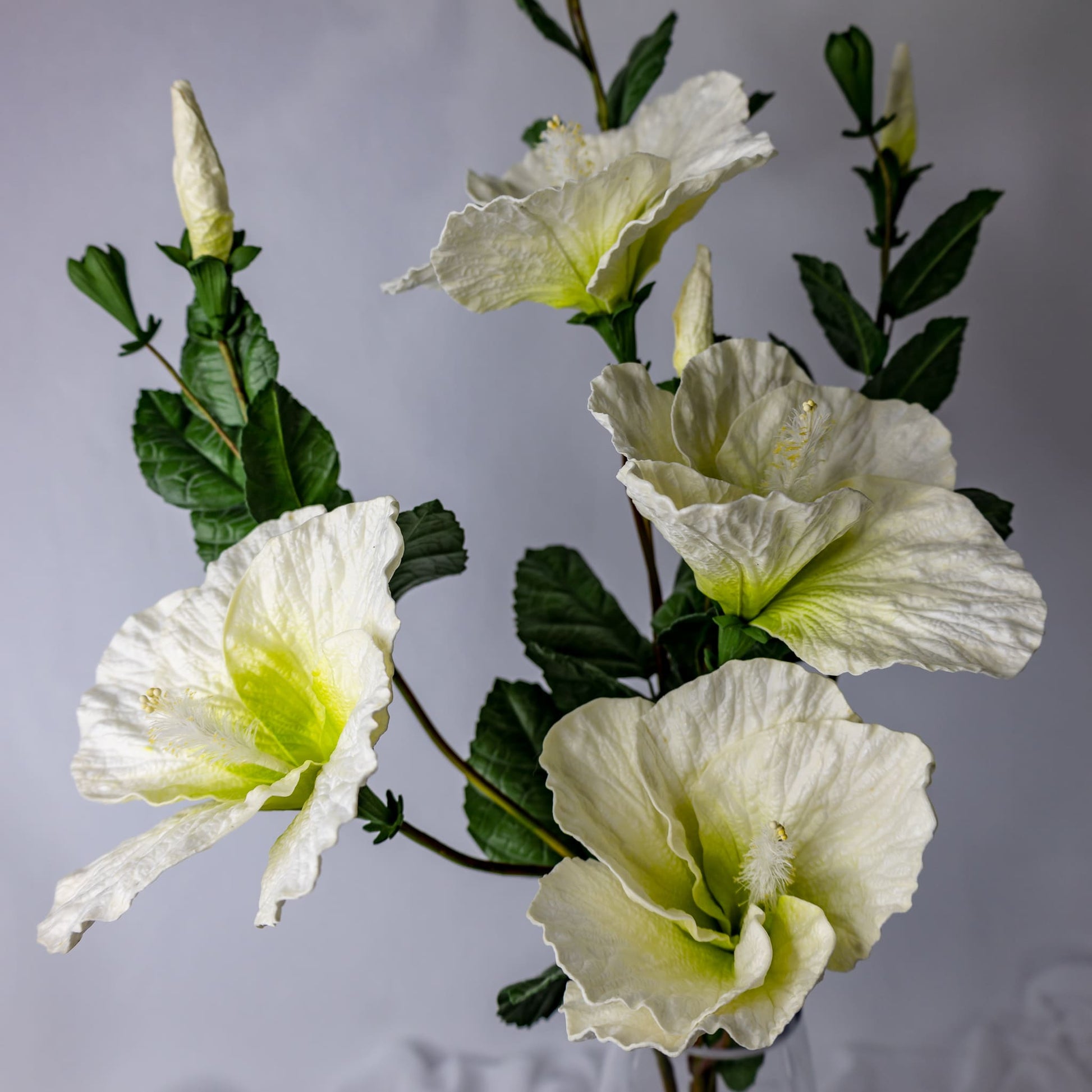 White Large Hibiscus in clear glass vase