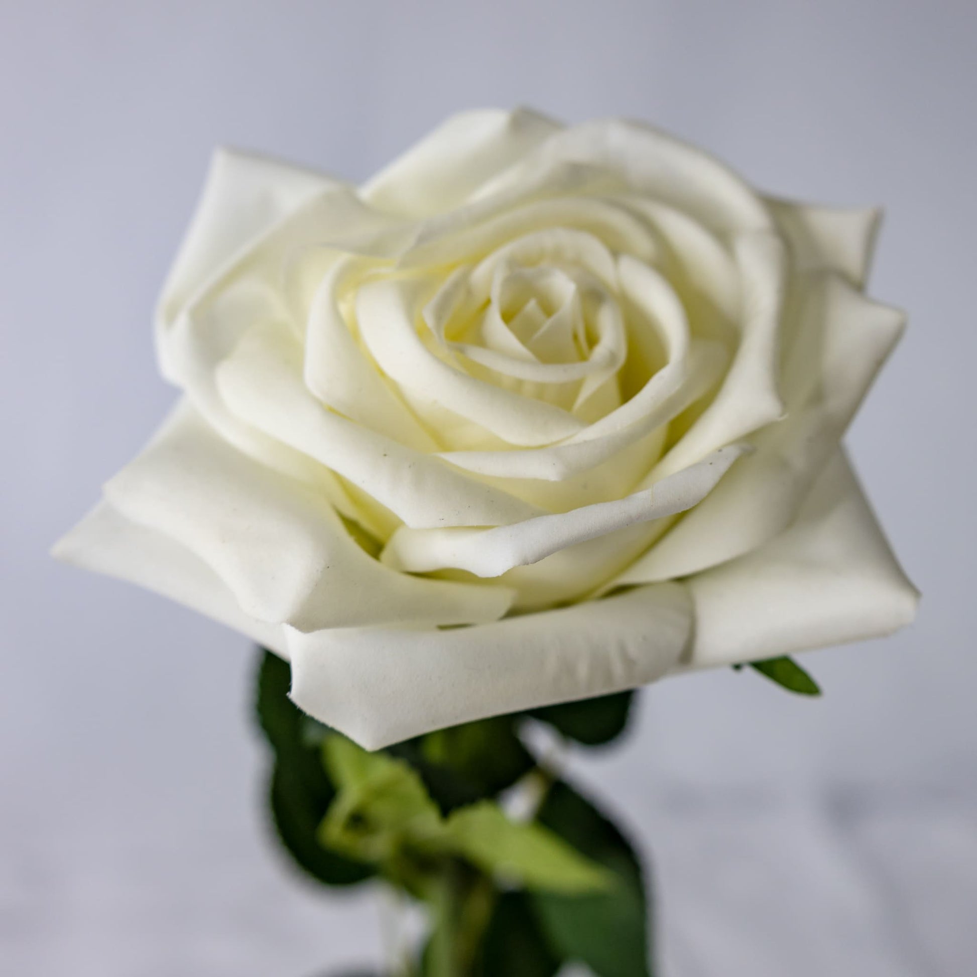 artificial White Natural Real Touch Rose