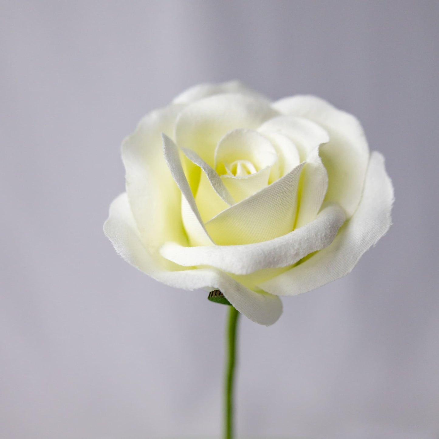artificial white velveeten rose top view
