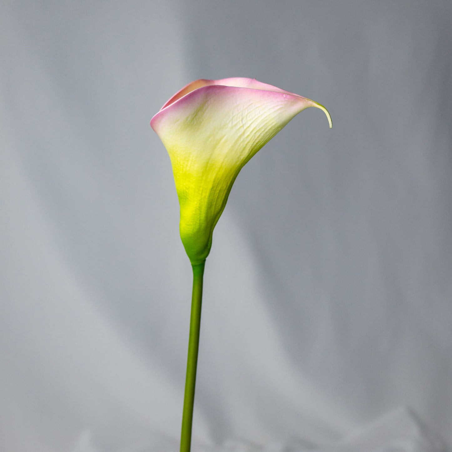 Yellow/Pink Small Calla Lily