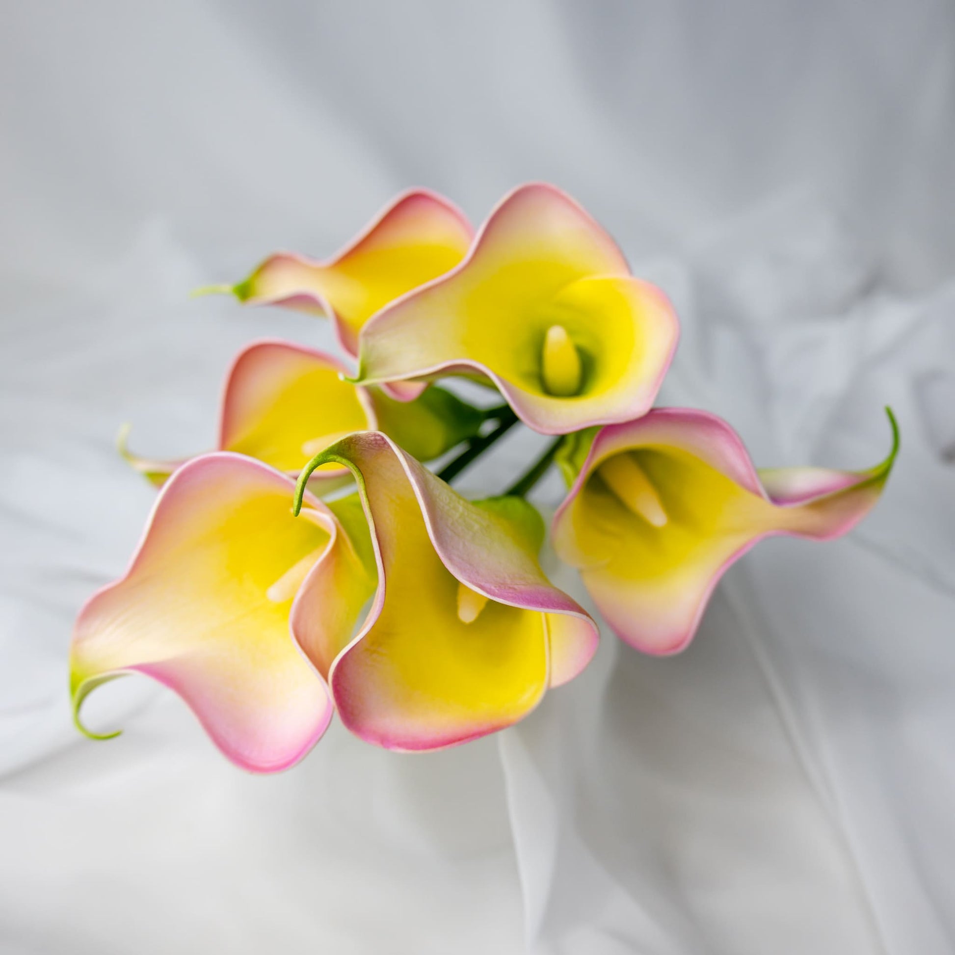 Yellow/Pink Small Calla Lilies top view
