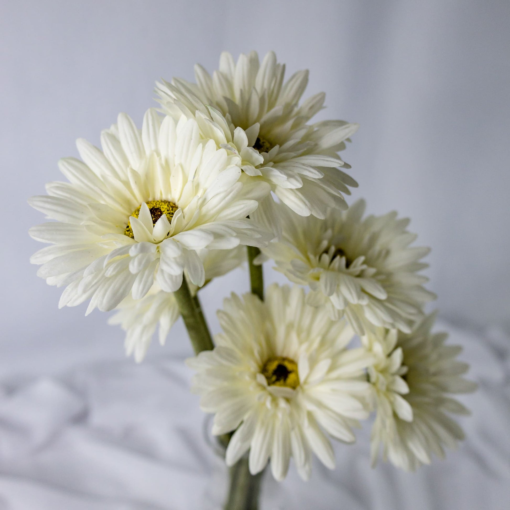 artificial white gerbera flowers top view