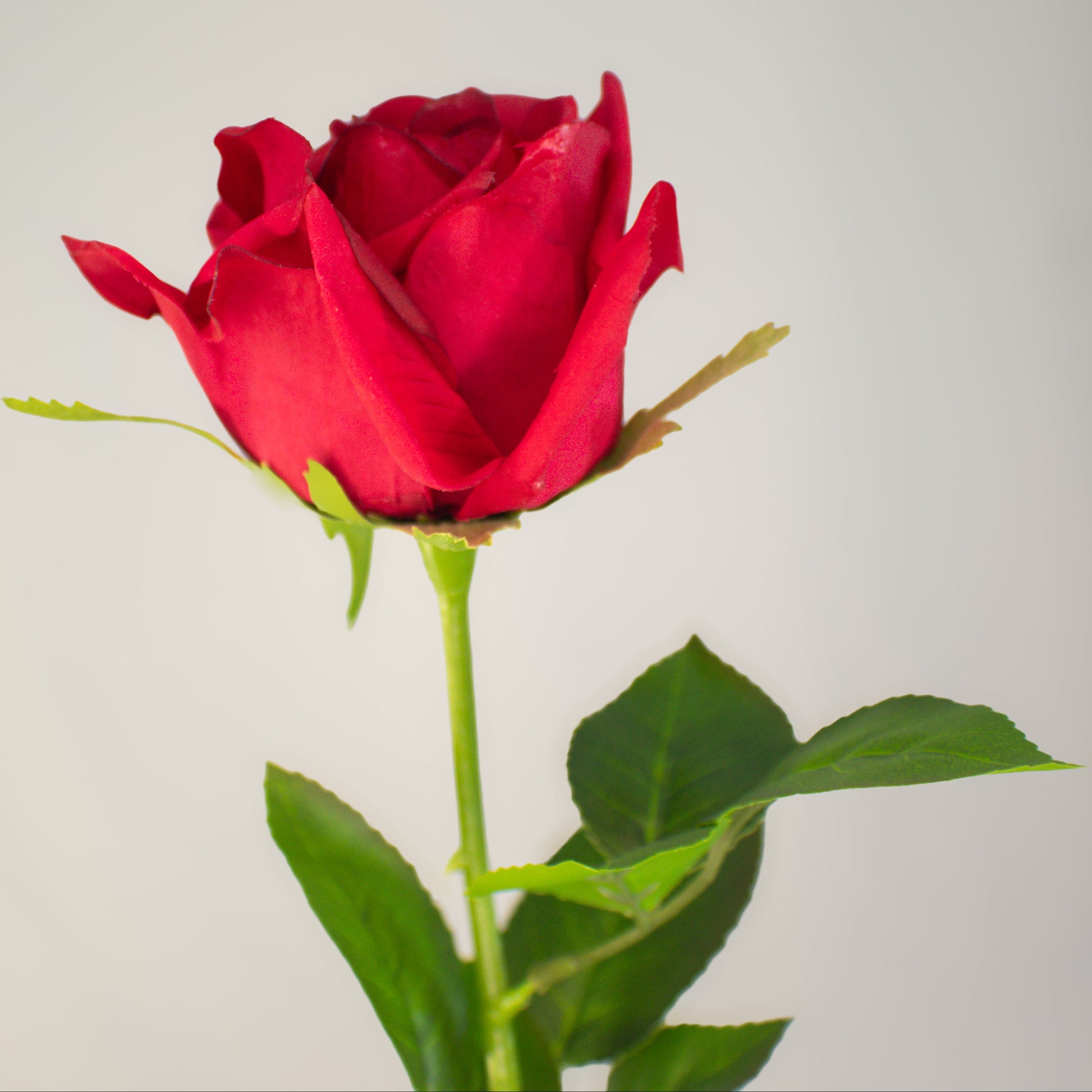 Red Large Real Touch Rose - Realistic Artificial Flowers