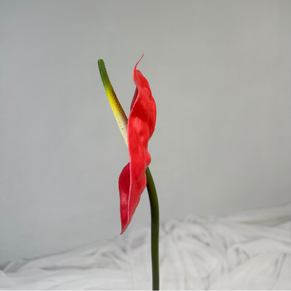 Red Anthurium - Real Touch