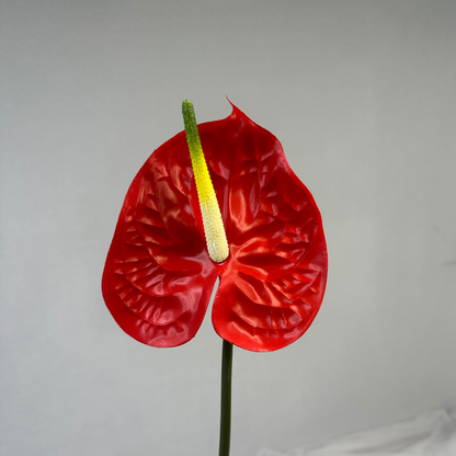 Red Anthurium - Real Touch