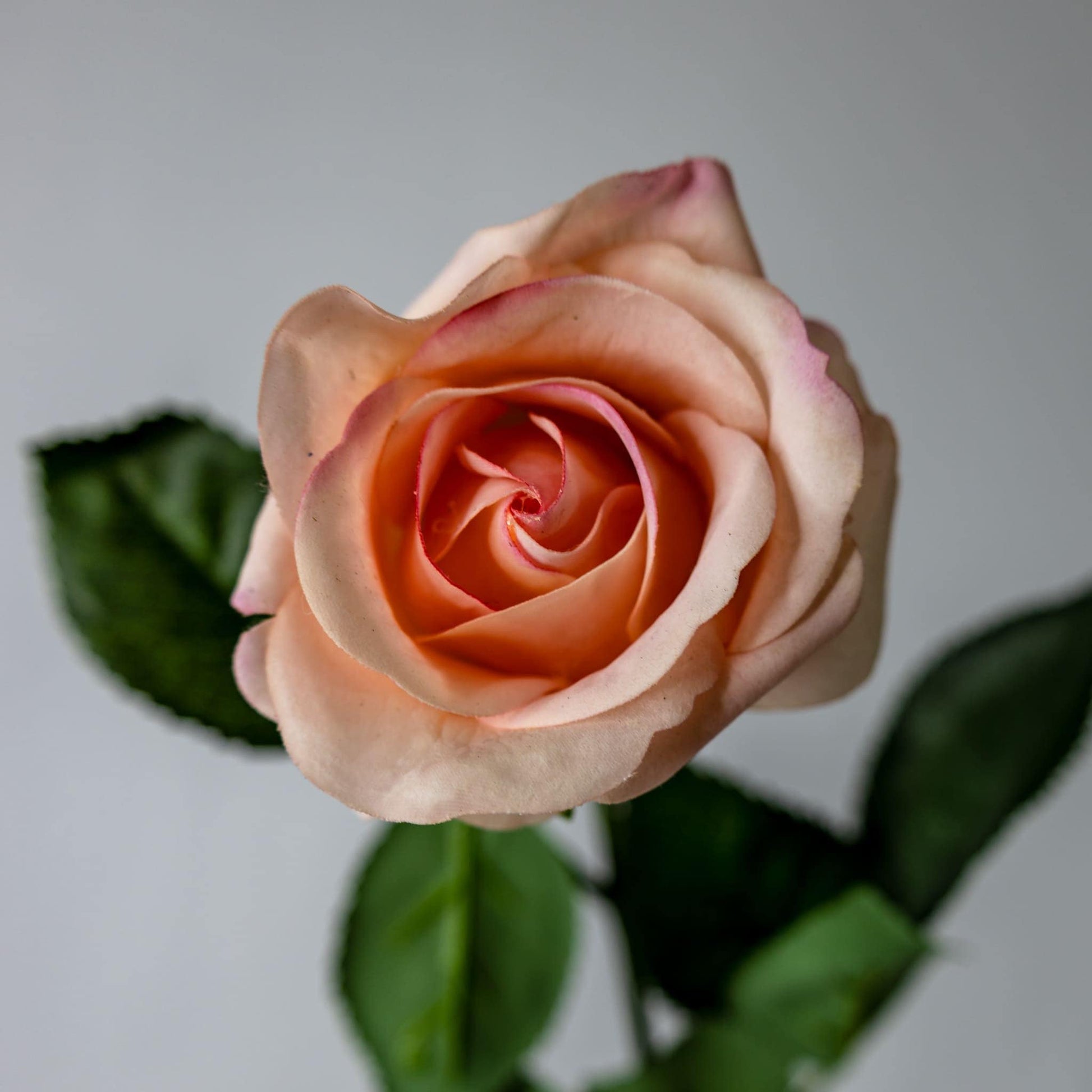 Coral Real Touch Half Bloom Rose  - Realistic Artificial Flowers